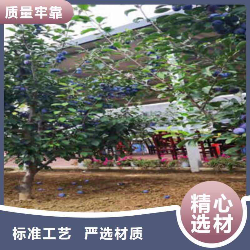 李子苗板栗苗源厂定制
