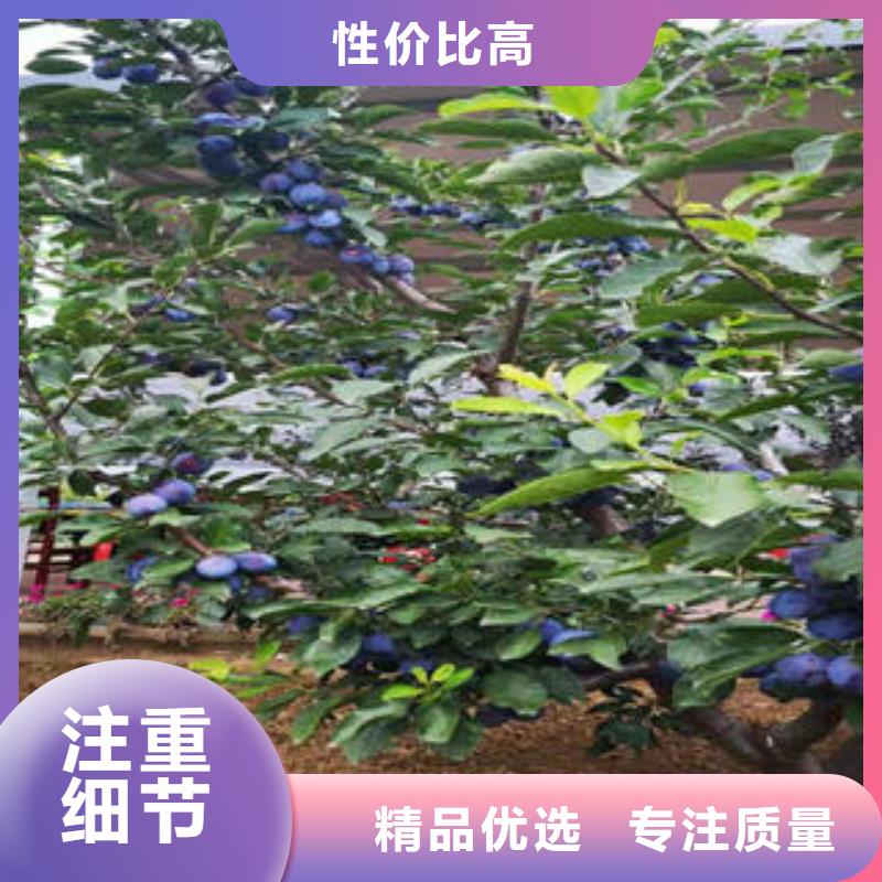 李子苗蓝莓苗满足多种行业需求