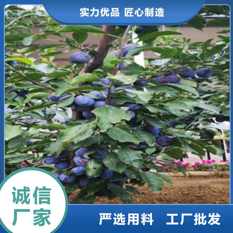 李子苗桃树苗按需定制真材实料