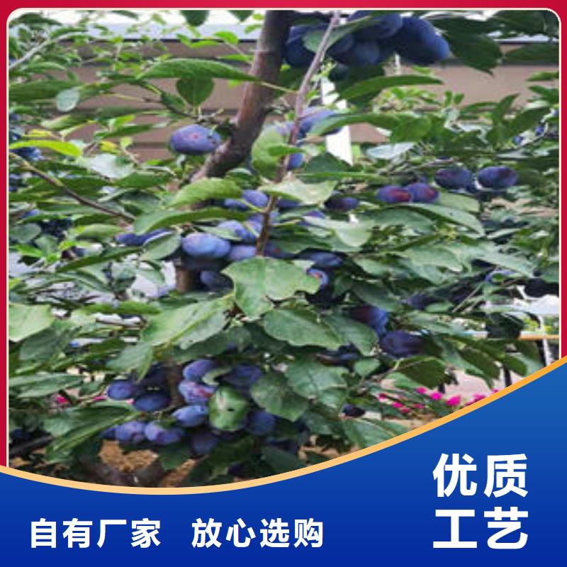 李子苗花椒苗定制定做
