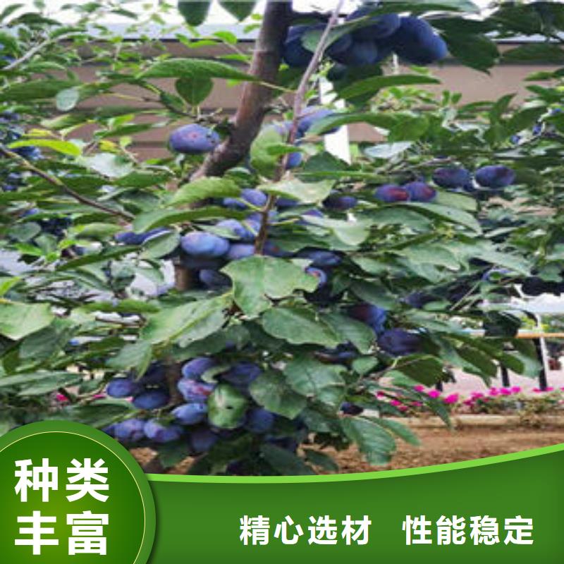 李子苗桃树苗按需定制真材实料