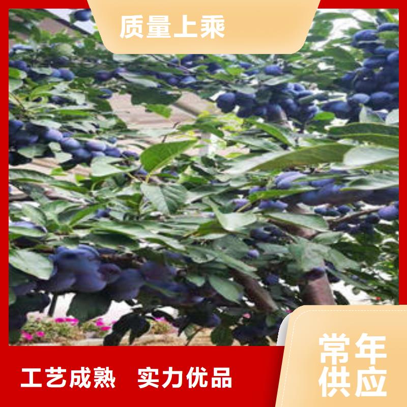 李子苗-【花椒苗】精选好货