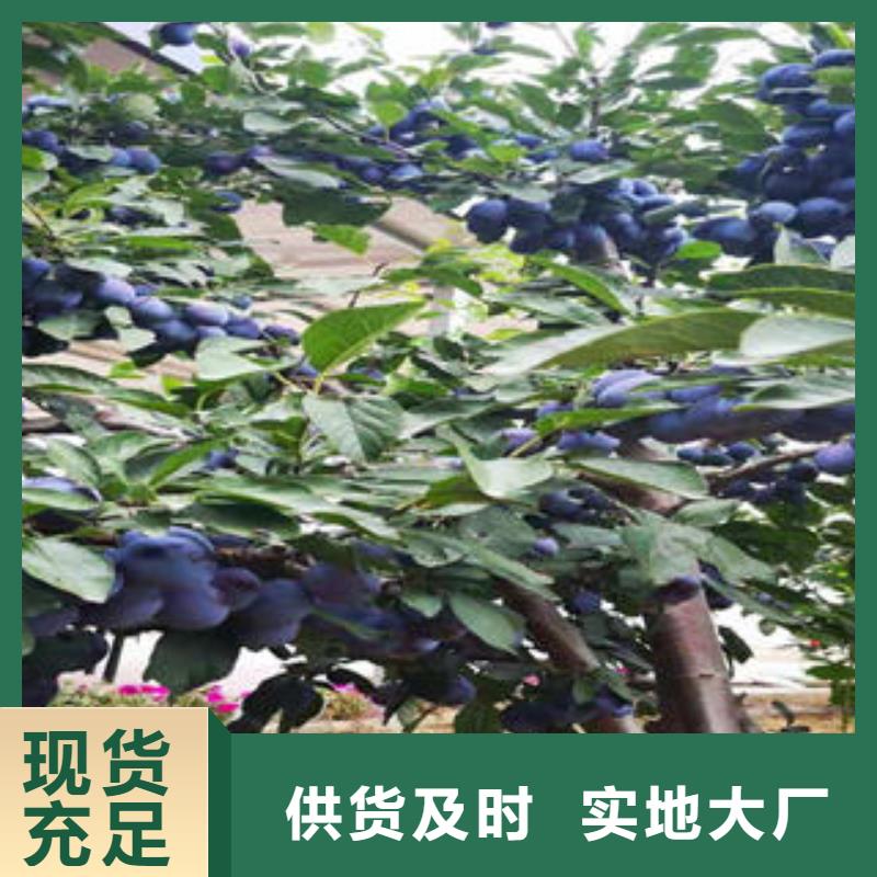 李子苗,桃树苗源头厂家供应