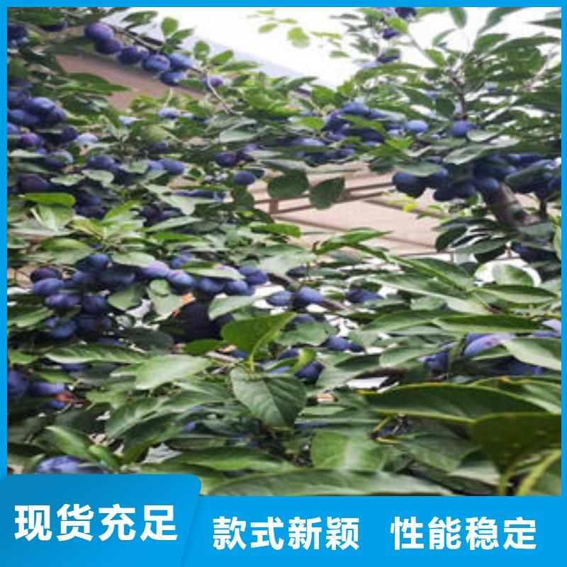 李子苗板栗苗源厂定制