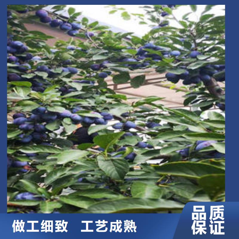 李子苗桃树苗按需定制真材实料