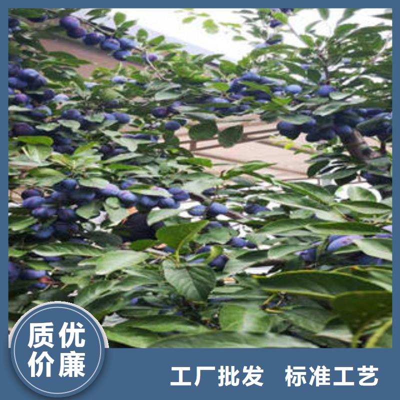 李子苗板栗苗源厂定制