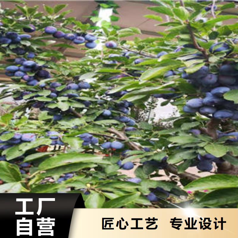 李子苗-梨树苗工艺层层把关