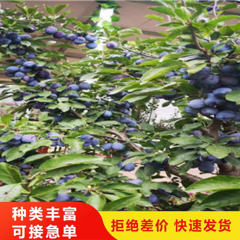 李子苗板栗苗源厂定制