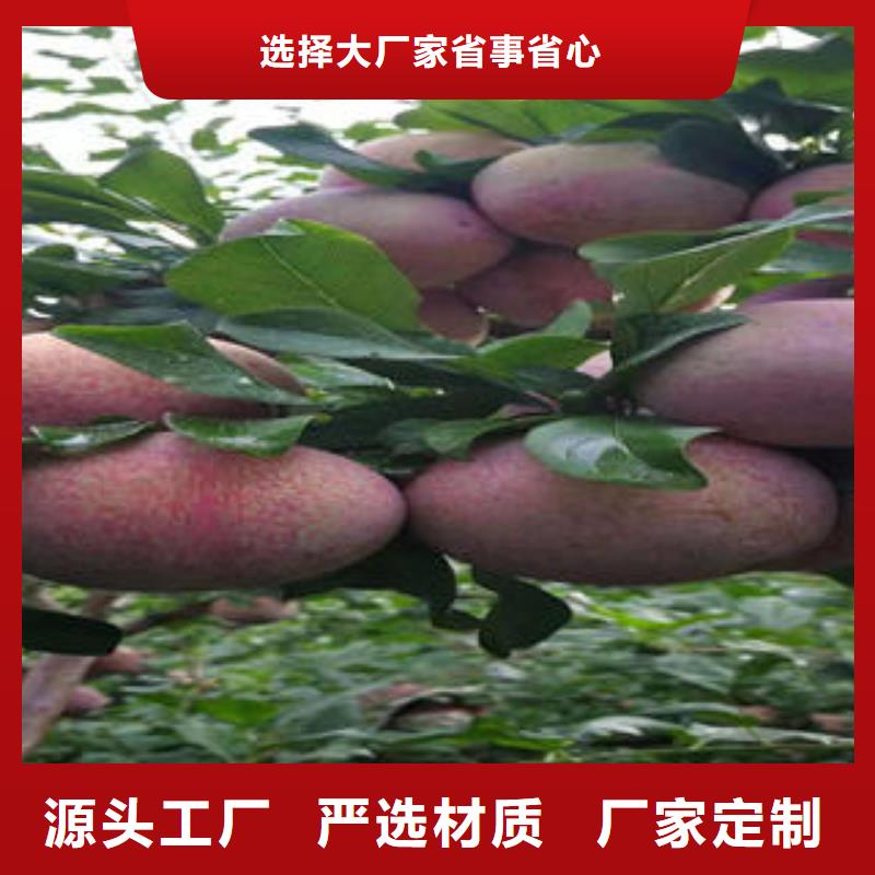 【李子苗山楂苗优选好材铸造好品质】