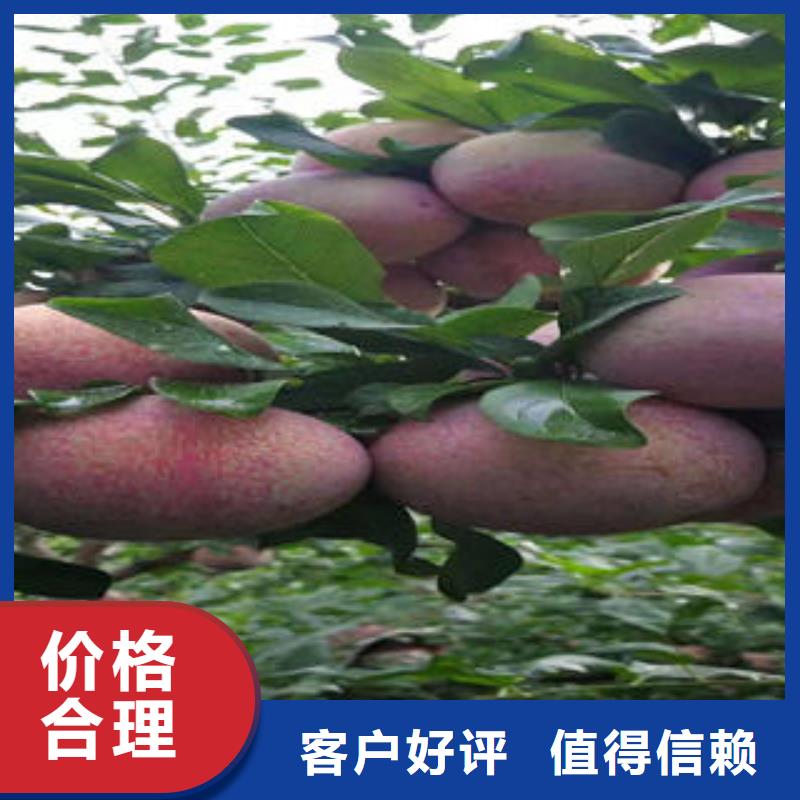 李子苗-梨树苗货源报价