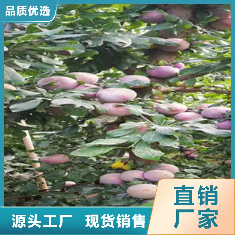 李子苗桃树苗按需定制真材实料