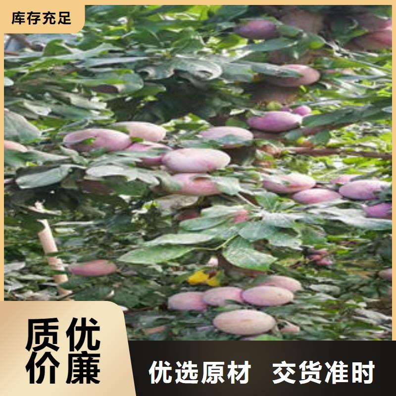 李子苗桃树苗按需定制真材实料
