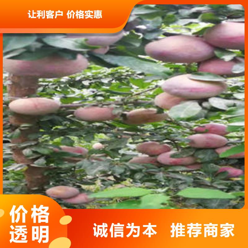 李子苗,核桃苗精品优选