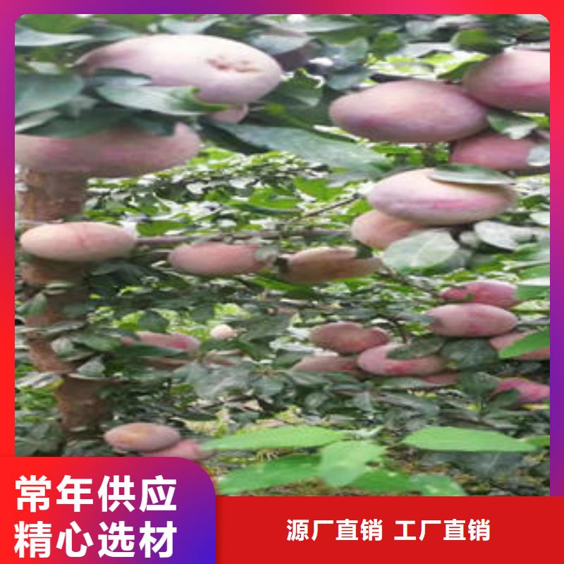 李子苗桃树苗专注细节使用放心