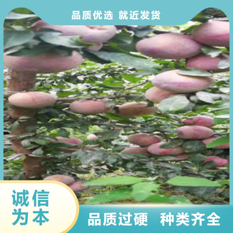 李子苗桃树苗按需定制真材实料