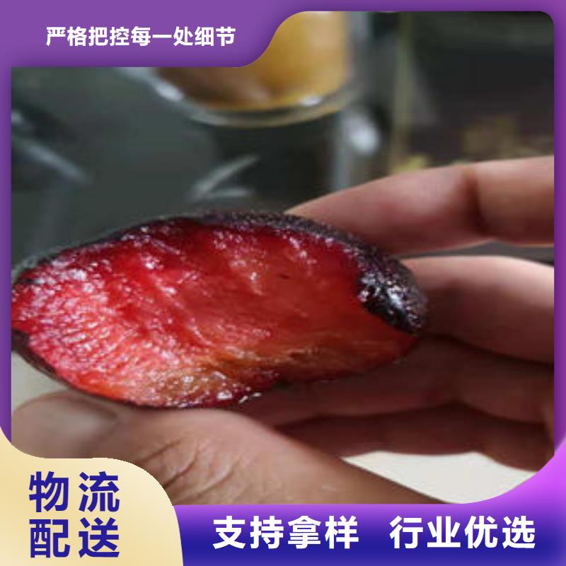 李子苗板栗苗源厂定制