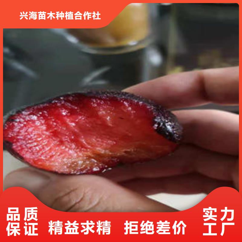李子苗,核桃苗精品优选
