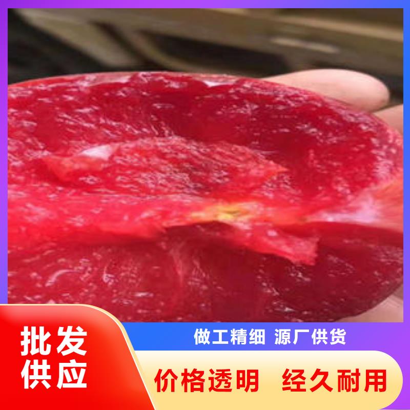 李子苗,桃树苗源头厂家供应
