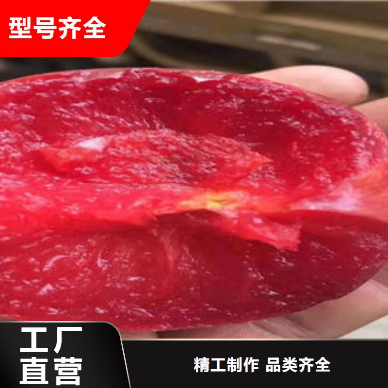 【李子苗板栗苗型号全价格低】