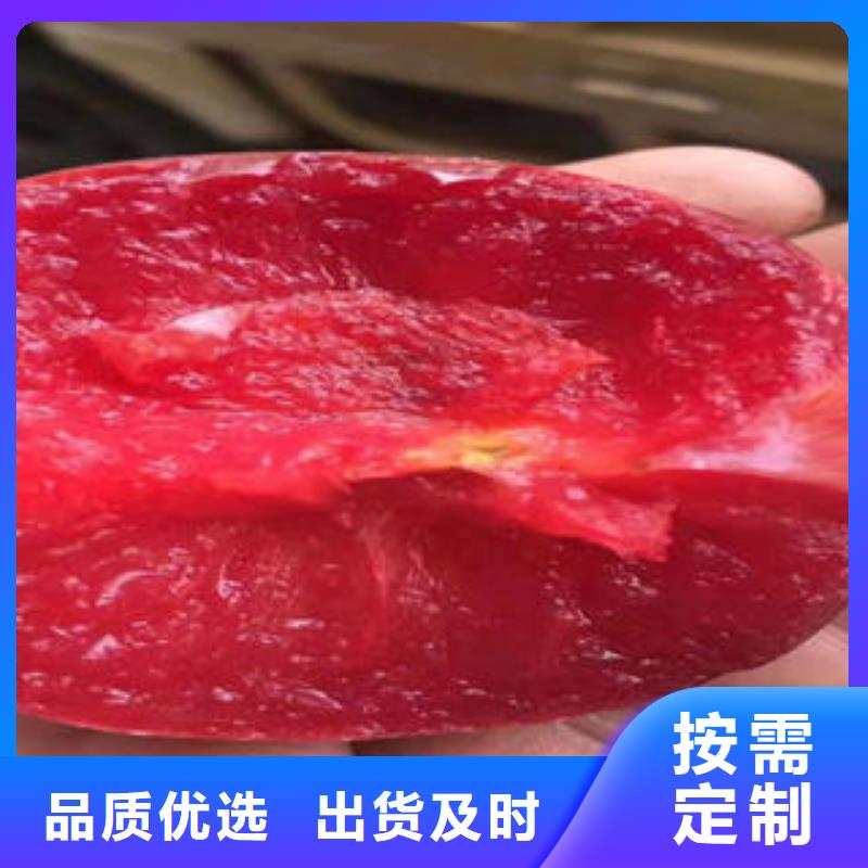 李子苗-板栗苗质检合格出厂