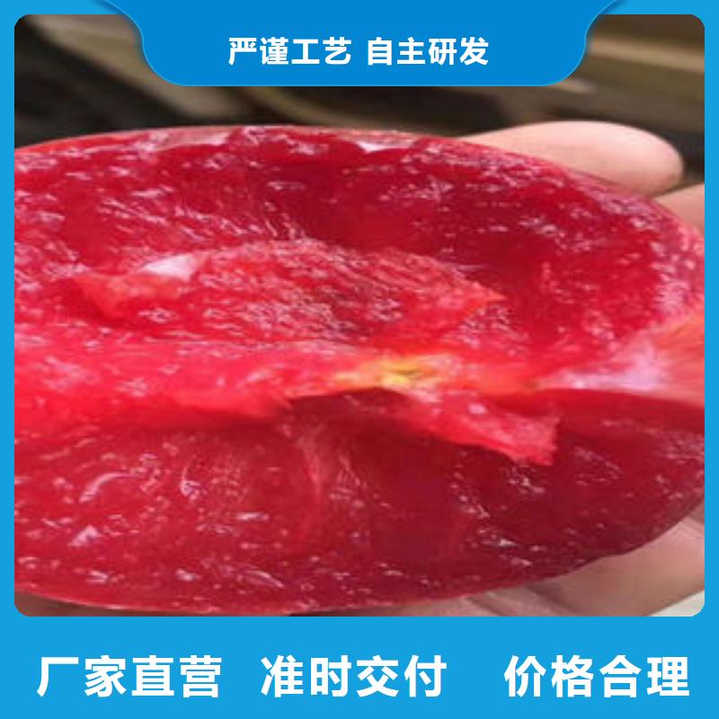 李子苗板栗苗源厂定制