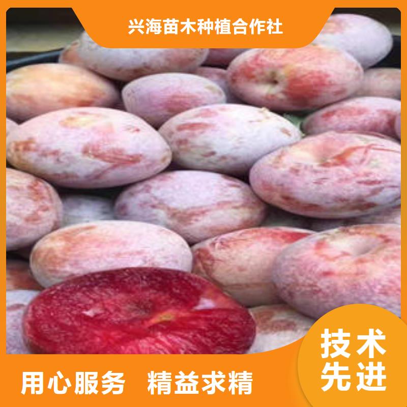 李子苗板栗苗源厂定制
