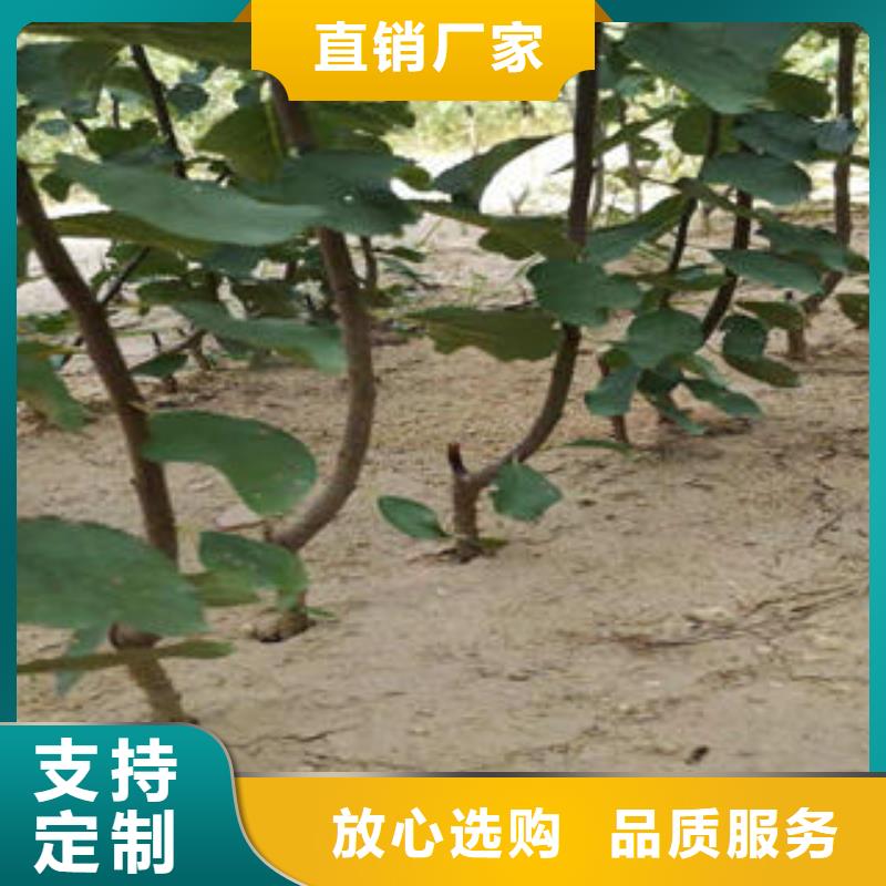 李子苗花椒苗定制定做