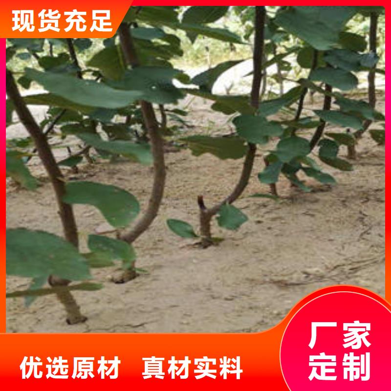 【李子苗山楂苗优选好材铸造好品质】