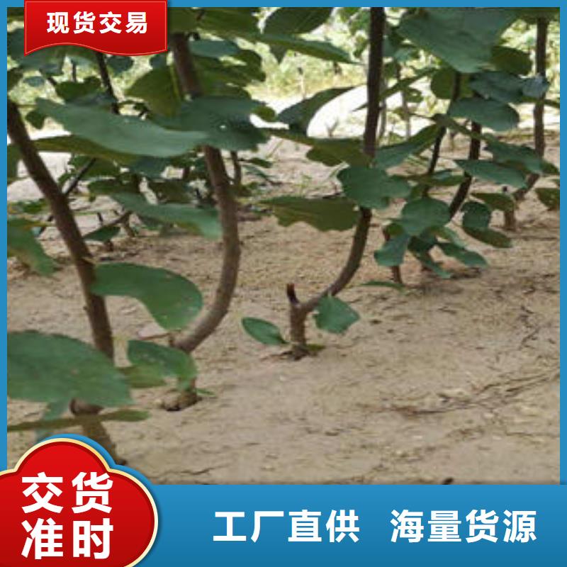 李子苗,梨树苗出厂严格质检
