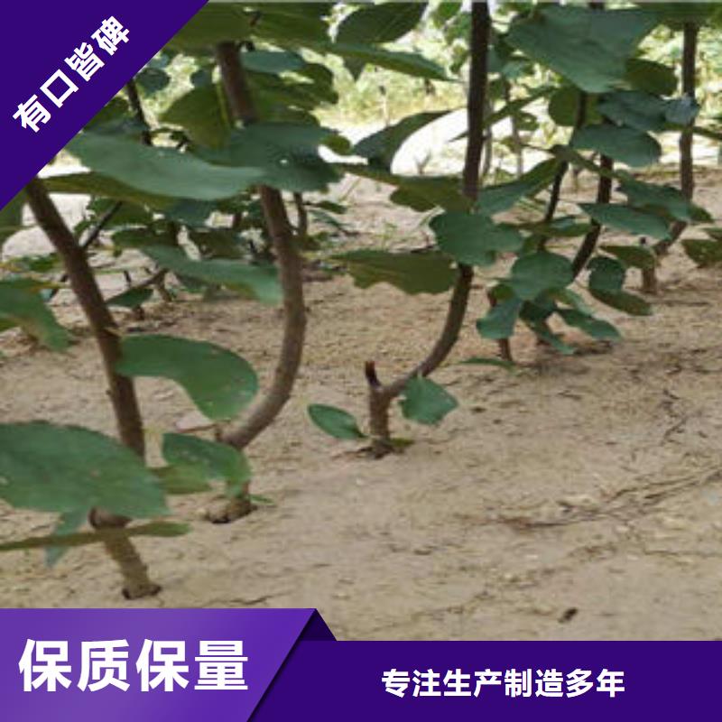 李子苗板栗苗源厂定制