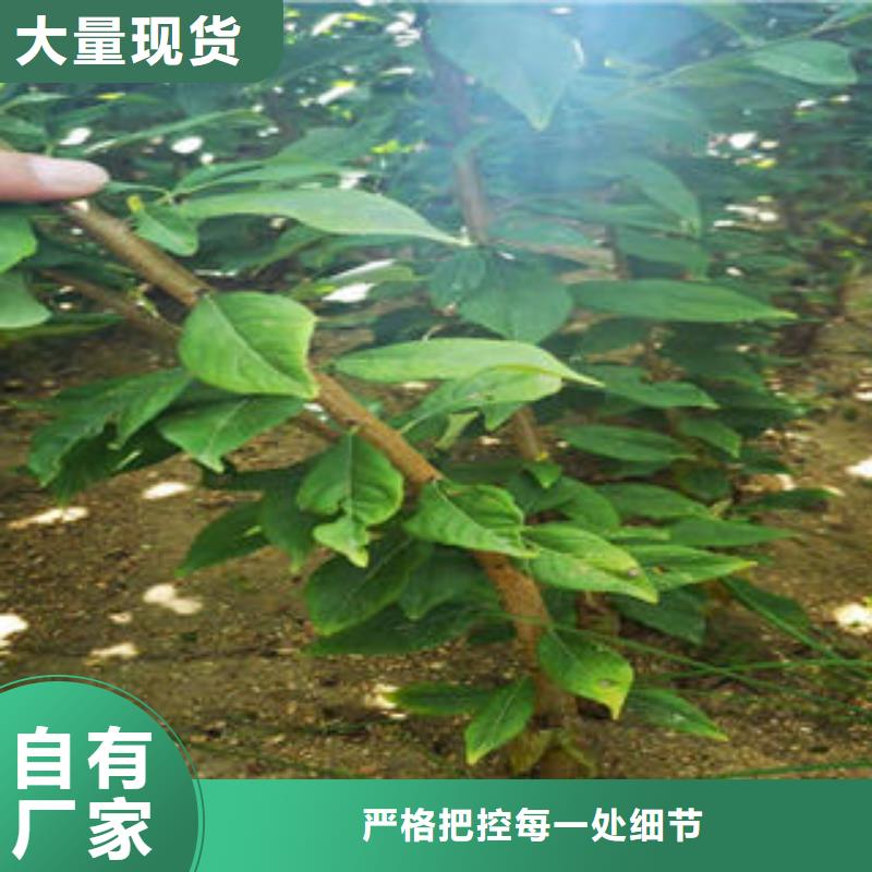 【李子苗板栗苗型号全价格低】