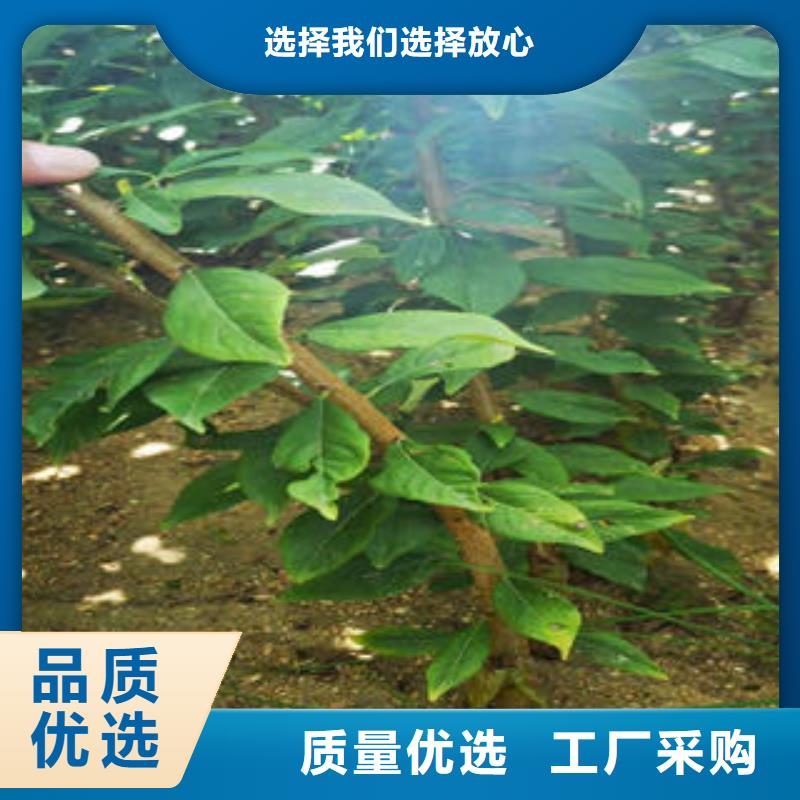 【李子苗多种优势放心选择】