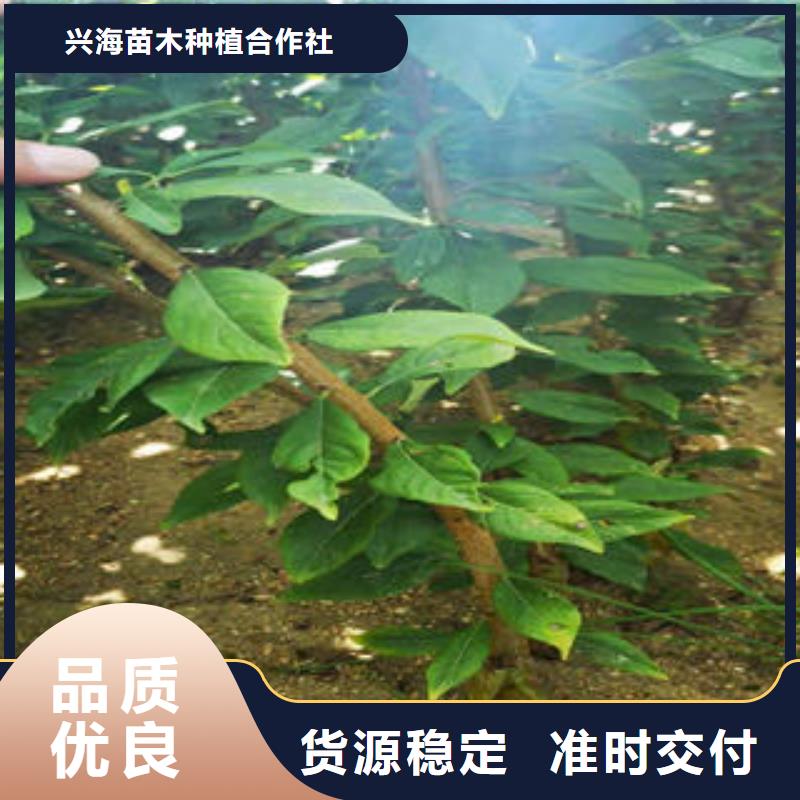 李子苗桃树苗按需定制真材实料