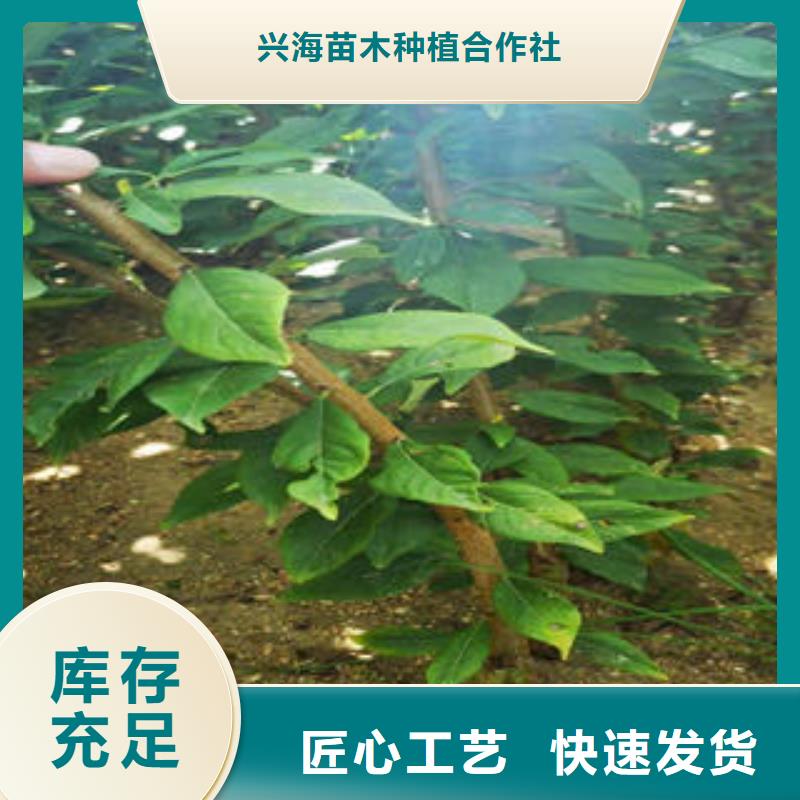 李子苗,梨树苗出厂严格质检