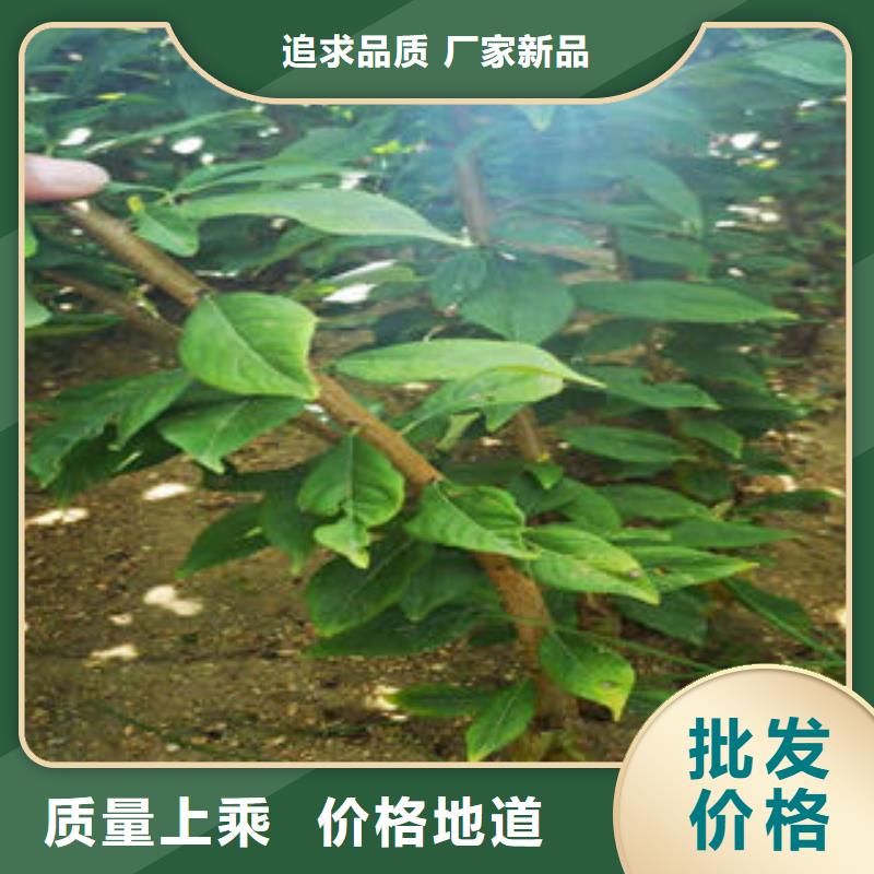 【李子苗山楂苗优选好材铸造好品质】