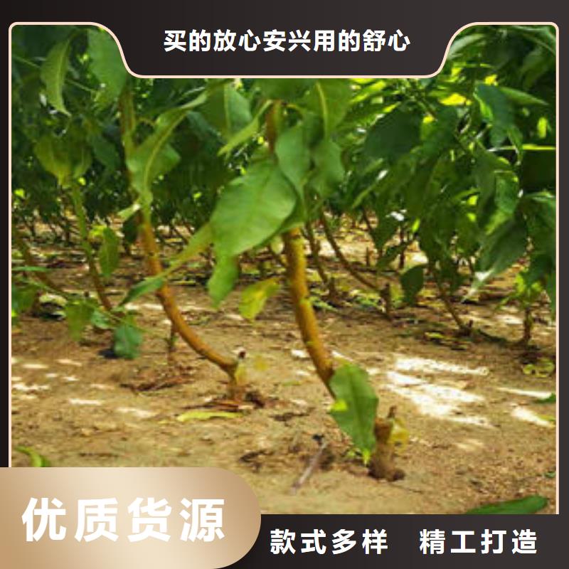 李子苗,梨树苗出厂严格质检