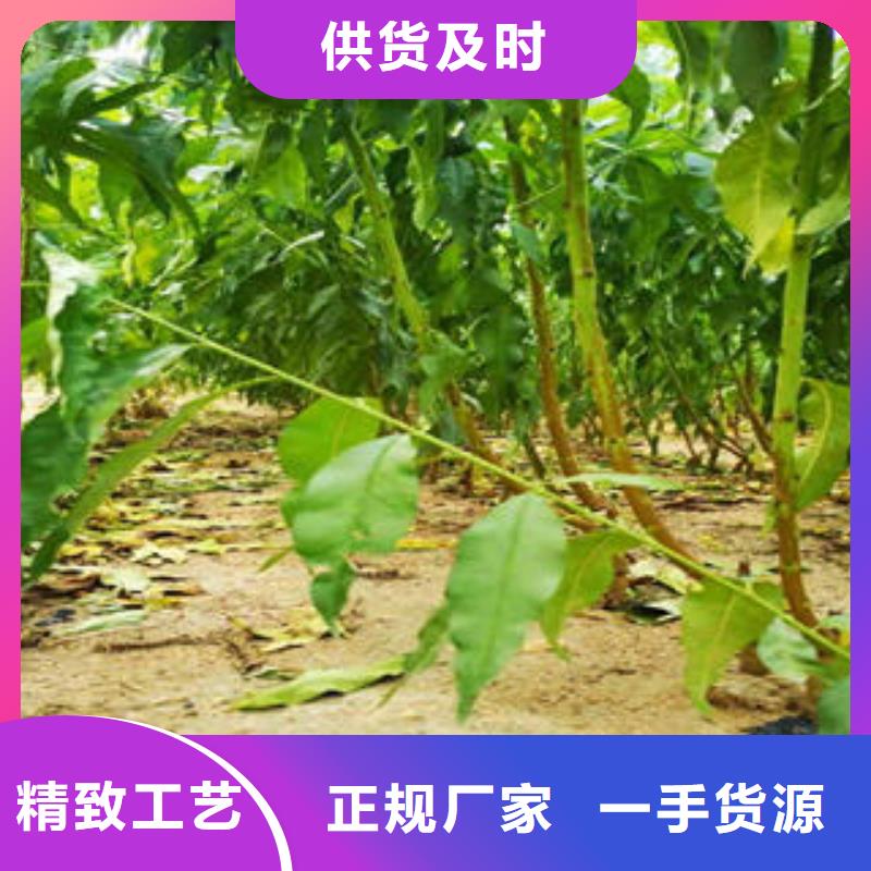 李子苗桃树苗按需定制真材实料