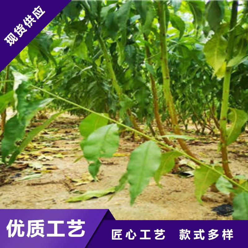 李子苗,梨树苗出厂严格质检