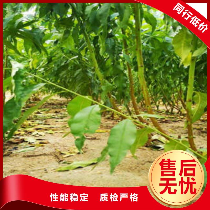 李子苗厂家现货供应