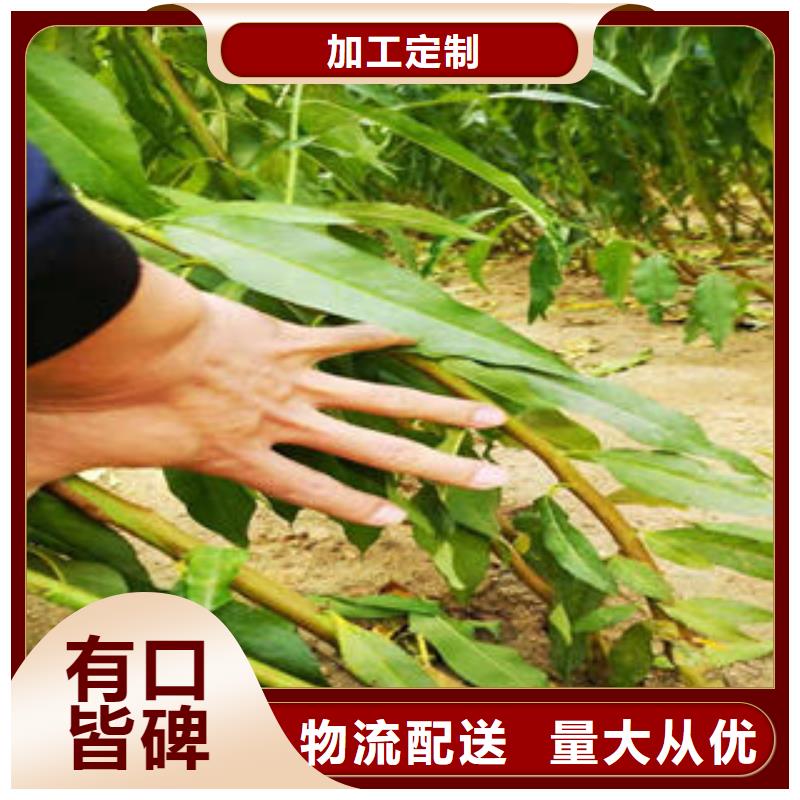 李子苗蓝莓苗满足多种行业需求