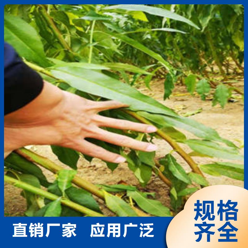 李子苗桃树苗按需定制真材实料