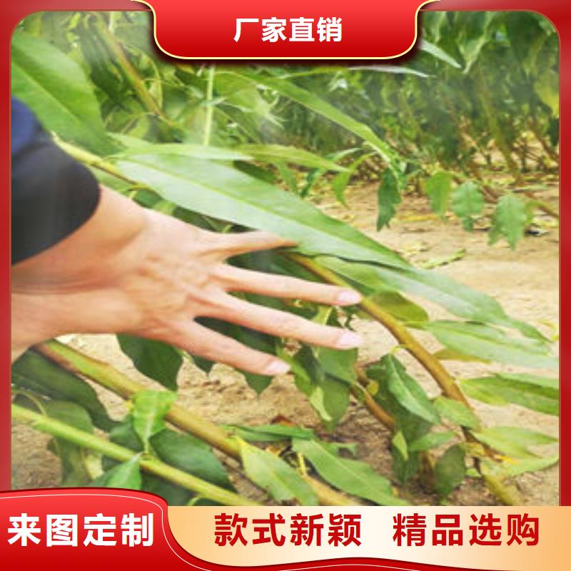 李子苗,桃树苗源头厂家供应