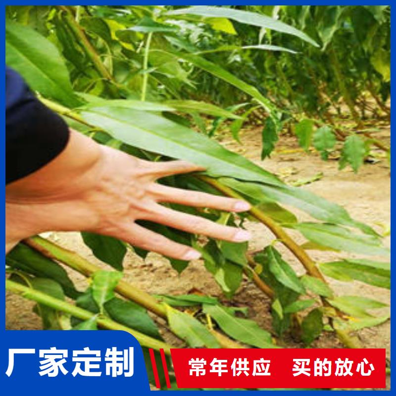 【李子苗板栗苗型号全价格低】