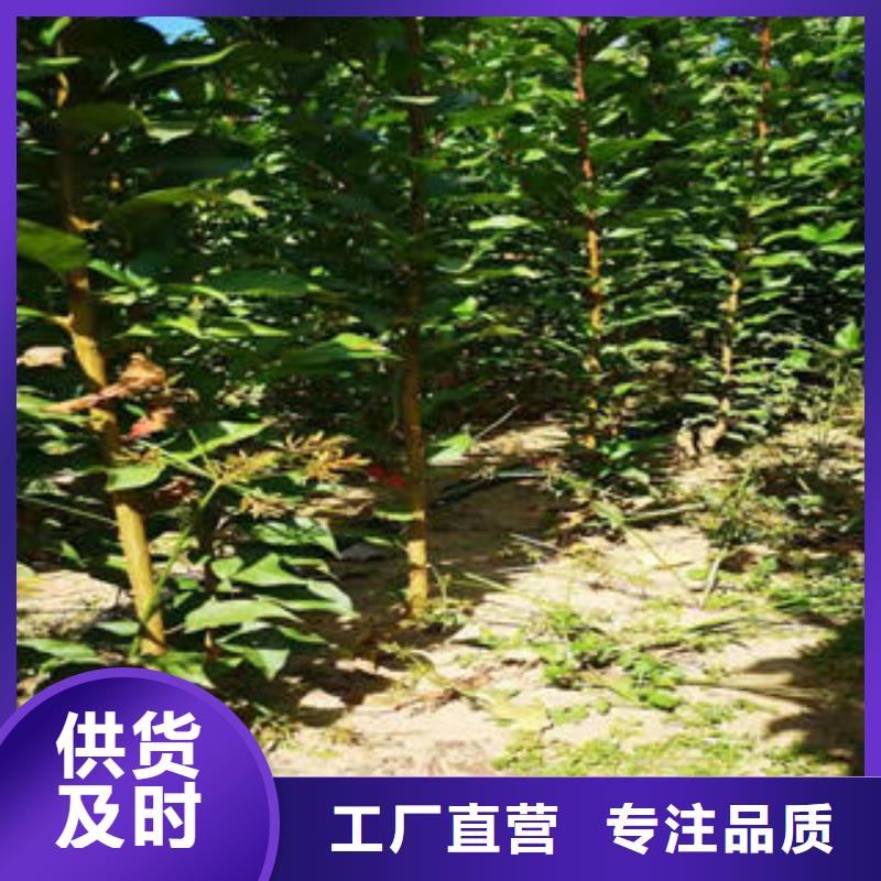 李子苗蓝莓苗满足多种行业需求
