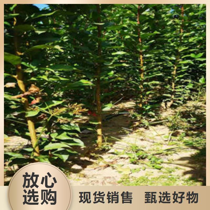 李子苗板栗苗源厂定制