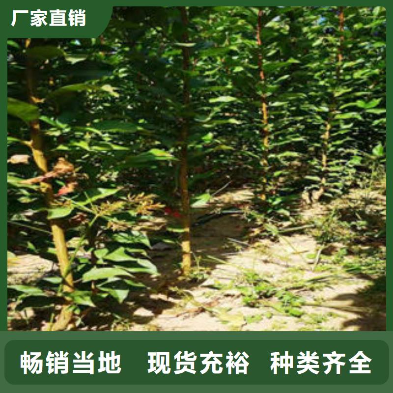 李子苗,桃树苗源头厂家供应