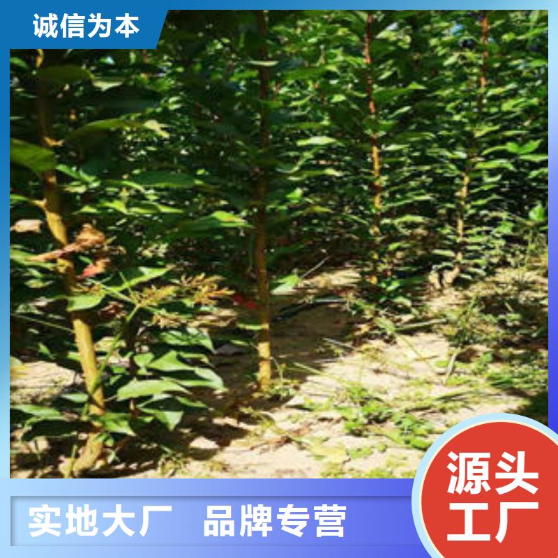 【李子苗山楂苗优选好材铸造好品质】