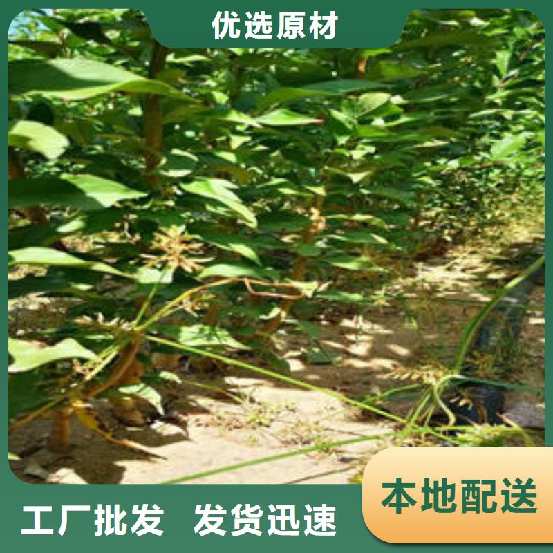 【李子苗山楂苗优选好材铸造好品质】