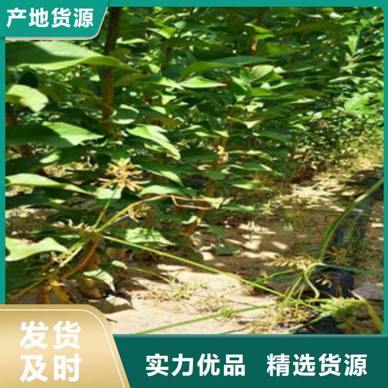 李子苗桃树苗按需定制真材实料
