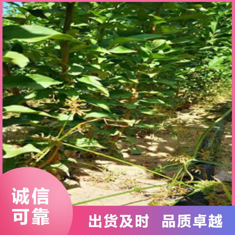 李子苗蓝莓苗满足多种行业需求